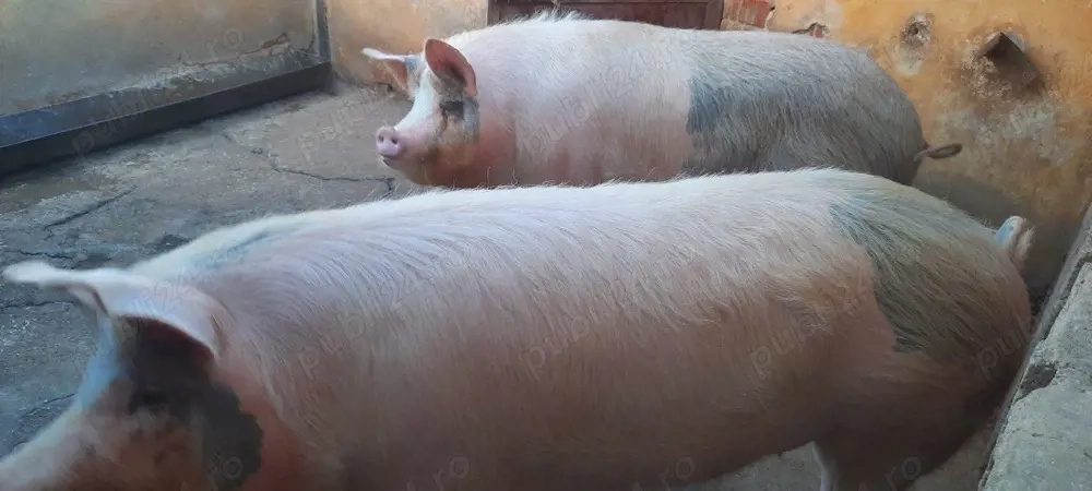 Porci de vanzare
