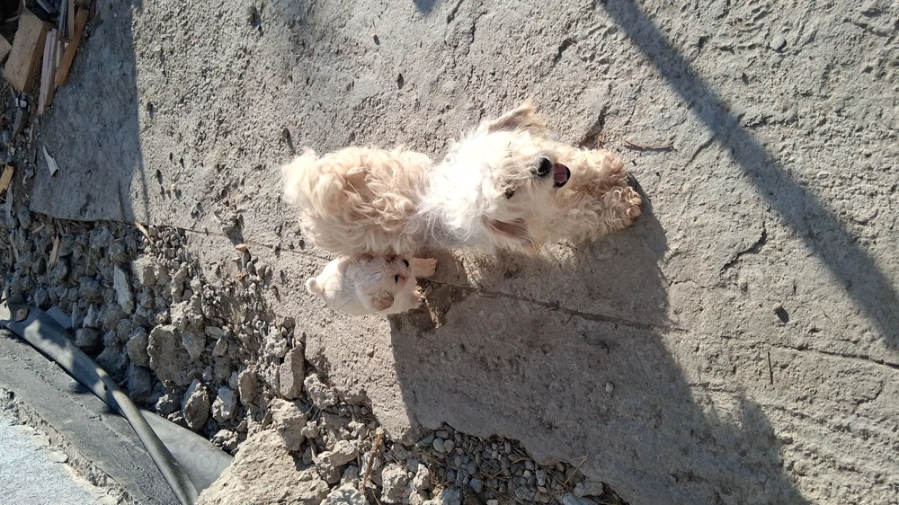 Catelusa bison 6saptamini