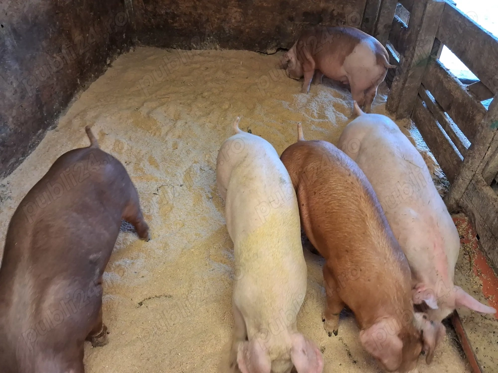 Grasuni 55-60 kg rasa duroc-pic