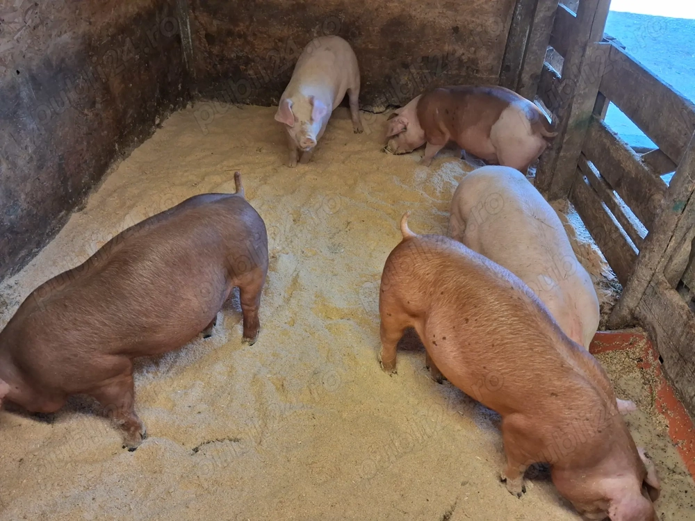 Grasuni duroc rasa de carne 