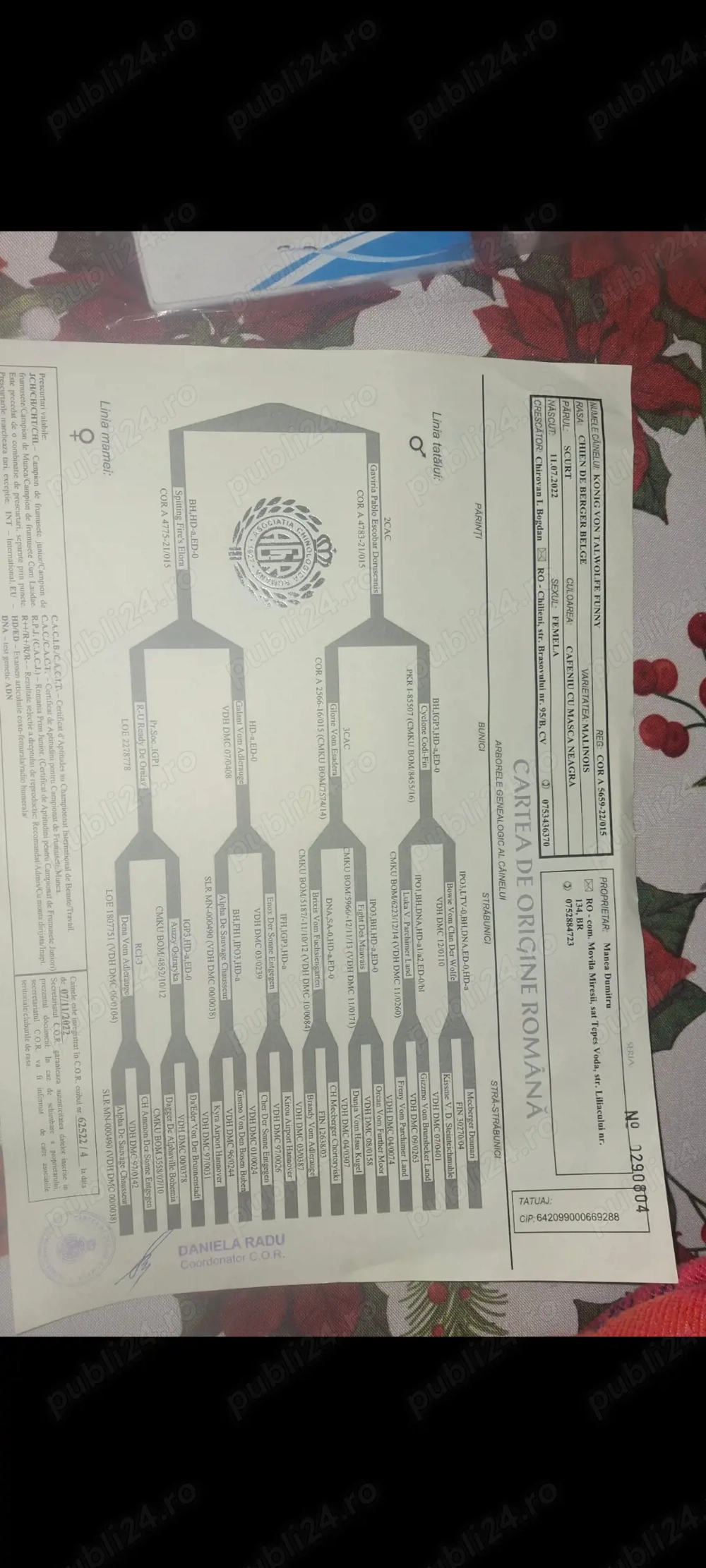 Vând cățea malinoa pedigree cu vaccinuri la zi 