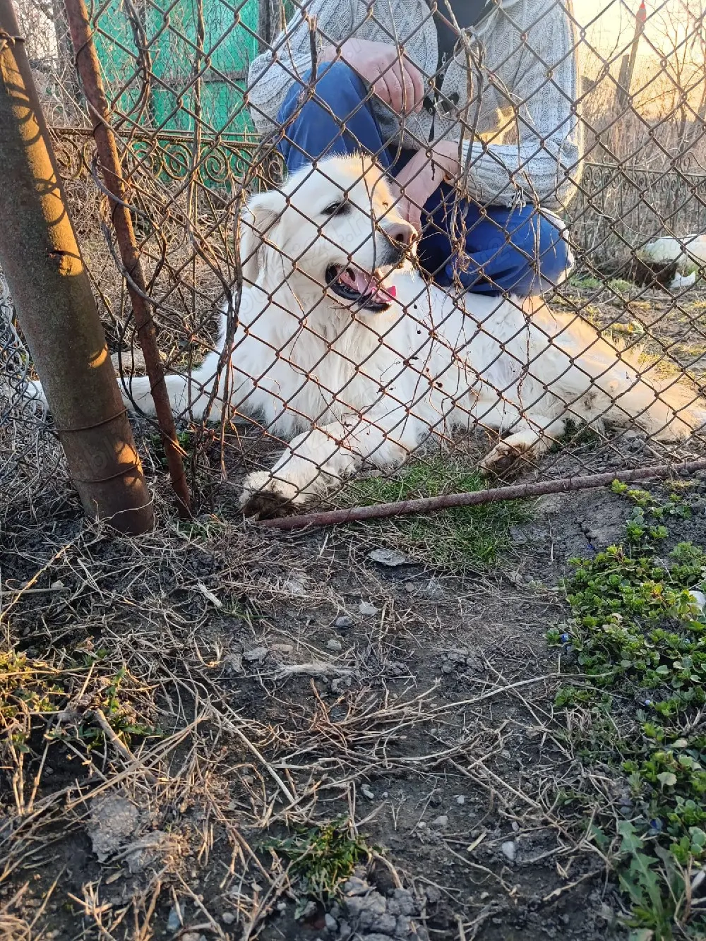 Mascul golden retriever.
