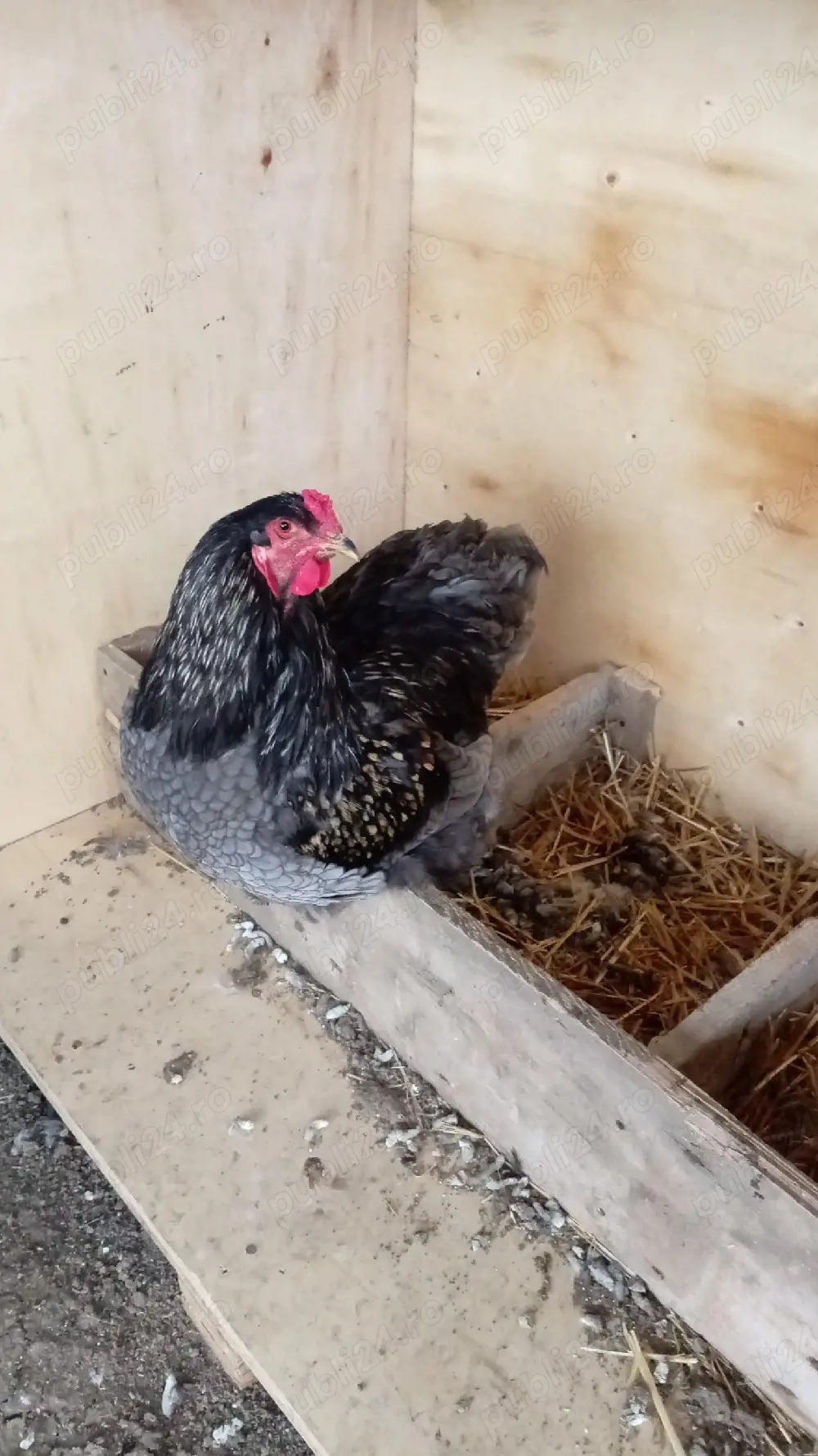 3 Cocoș brahma inelați 2025 si o puicuța 