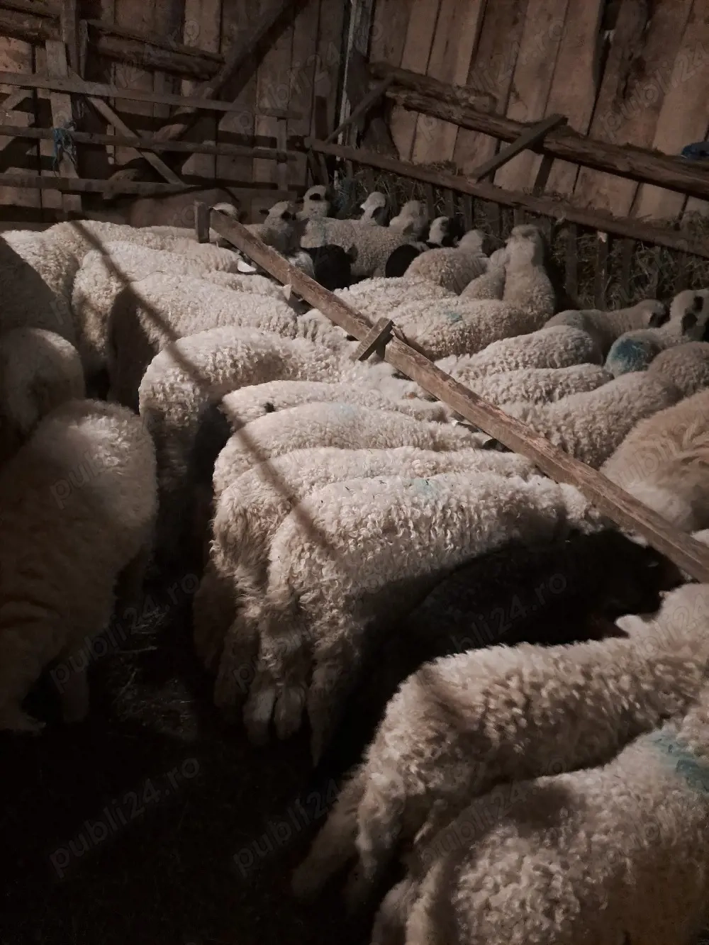 Miei pt Paștele Catolic și Ortodox 