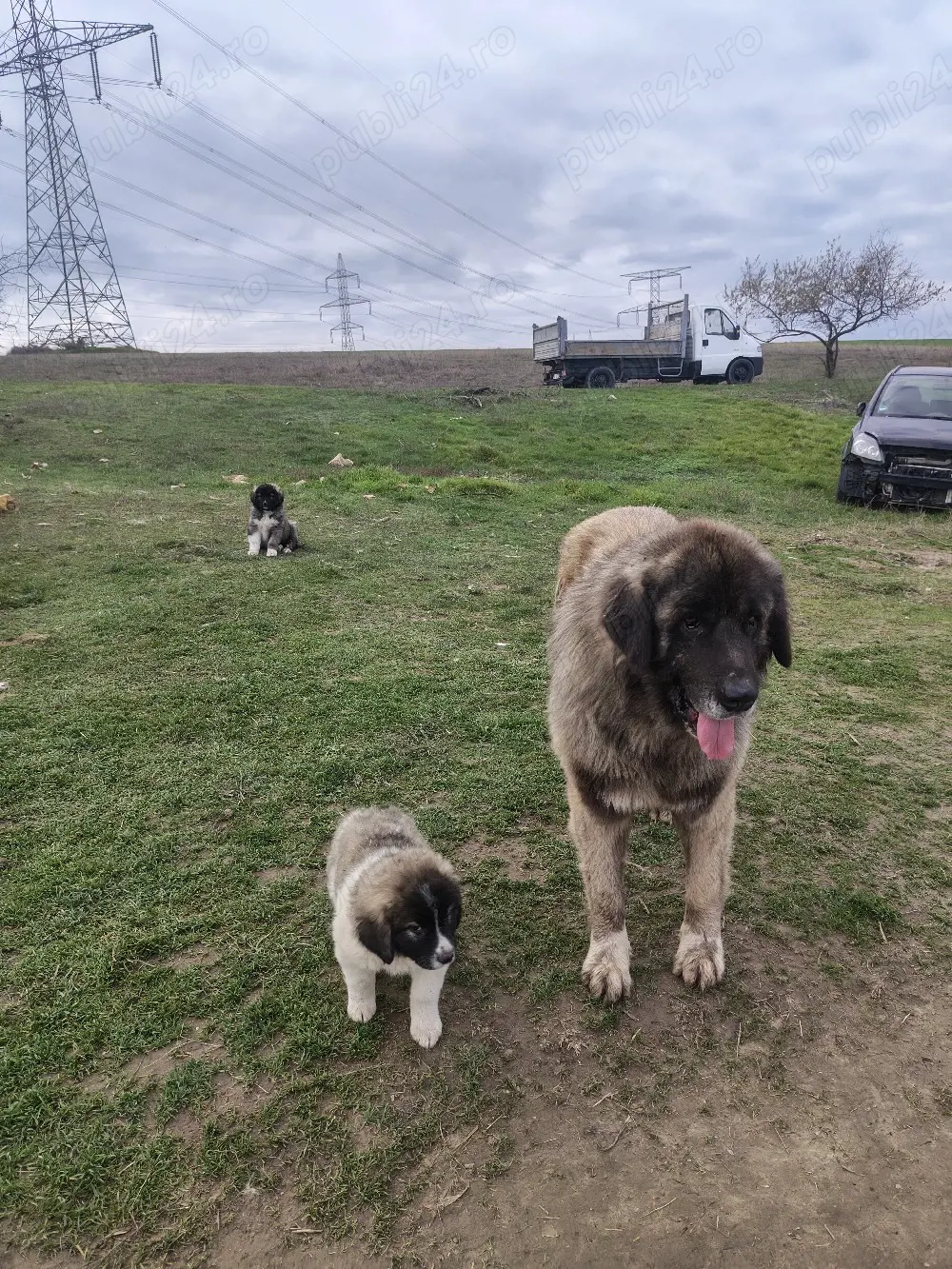 Catei ciobanesc caucazian