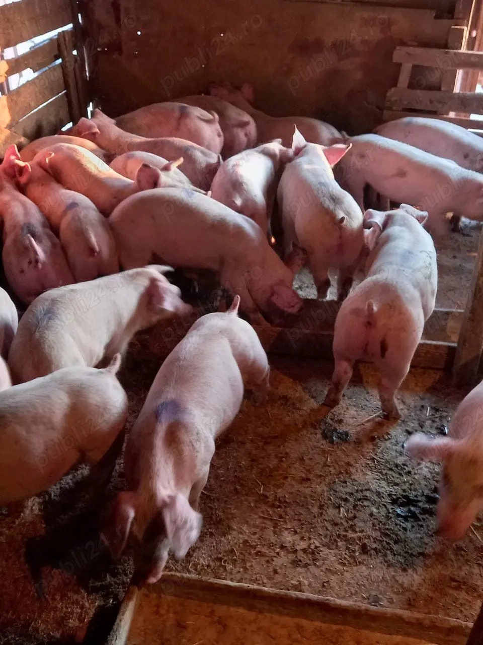 Purcei De Rasă 30-60 kg