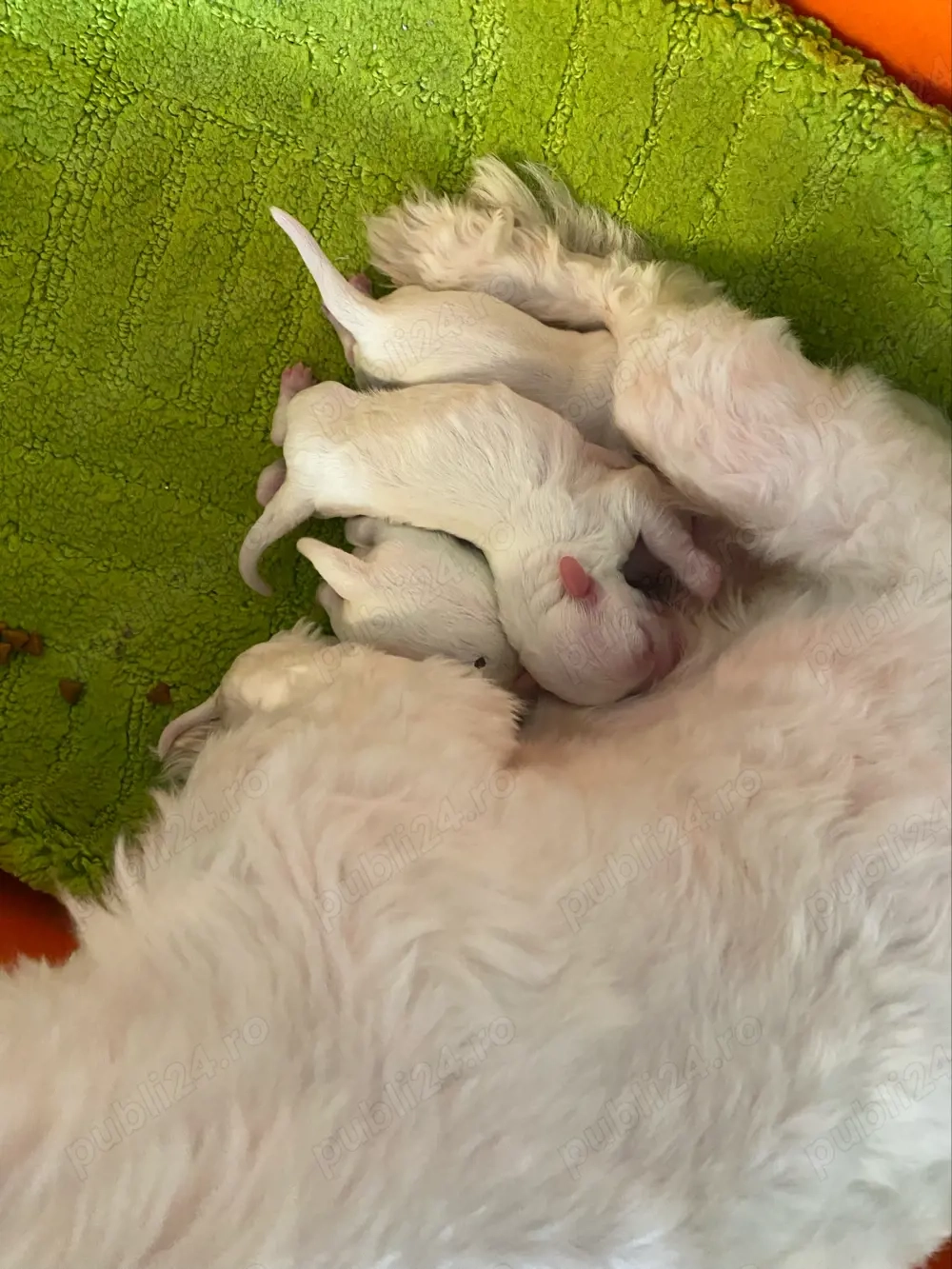 vand pui bichon maltez 