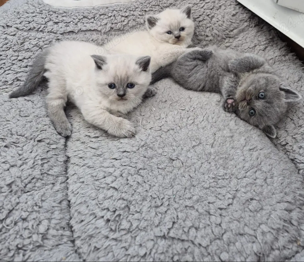 Pisici British short hair