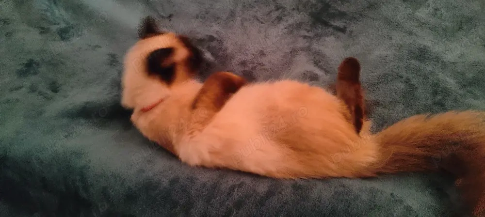 pisicuță ragdoll fără pedigree 