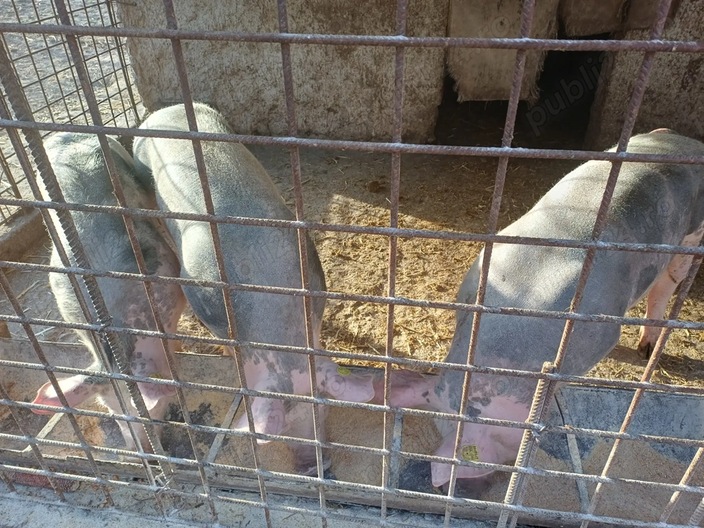 Vând scrofițe pietrain belgian ,rasă de carne ,90kg