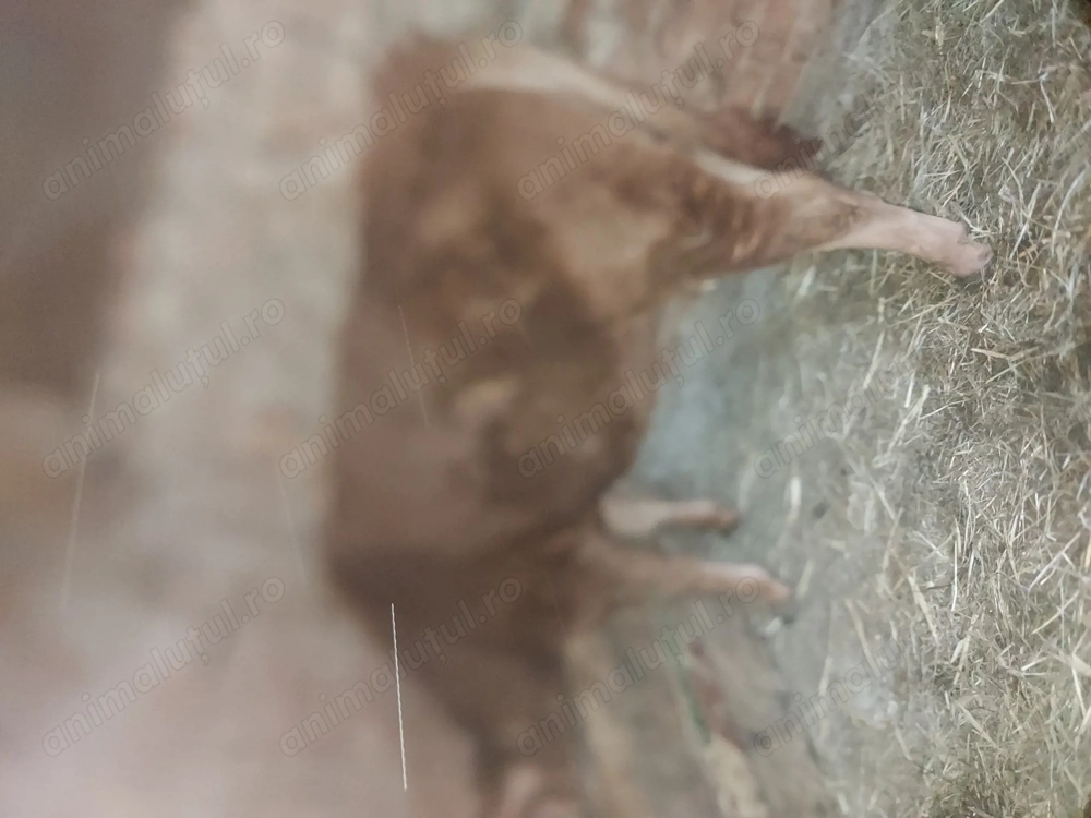 Vând vitea de 9  luni   preț 4500de lei pret fix 