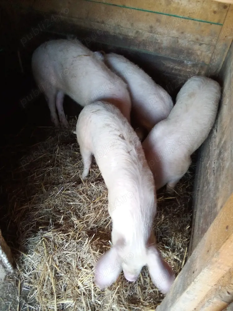vind porci 2scrofe marile alb tinute cu ceriale 