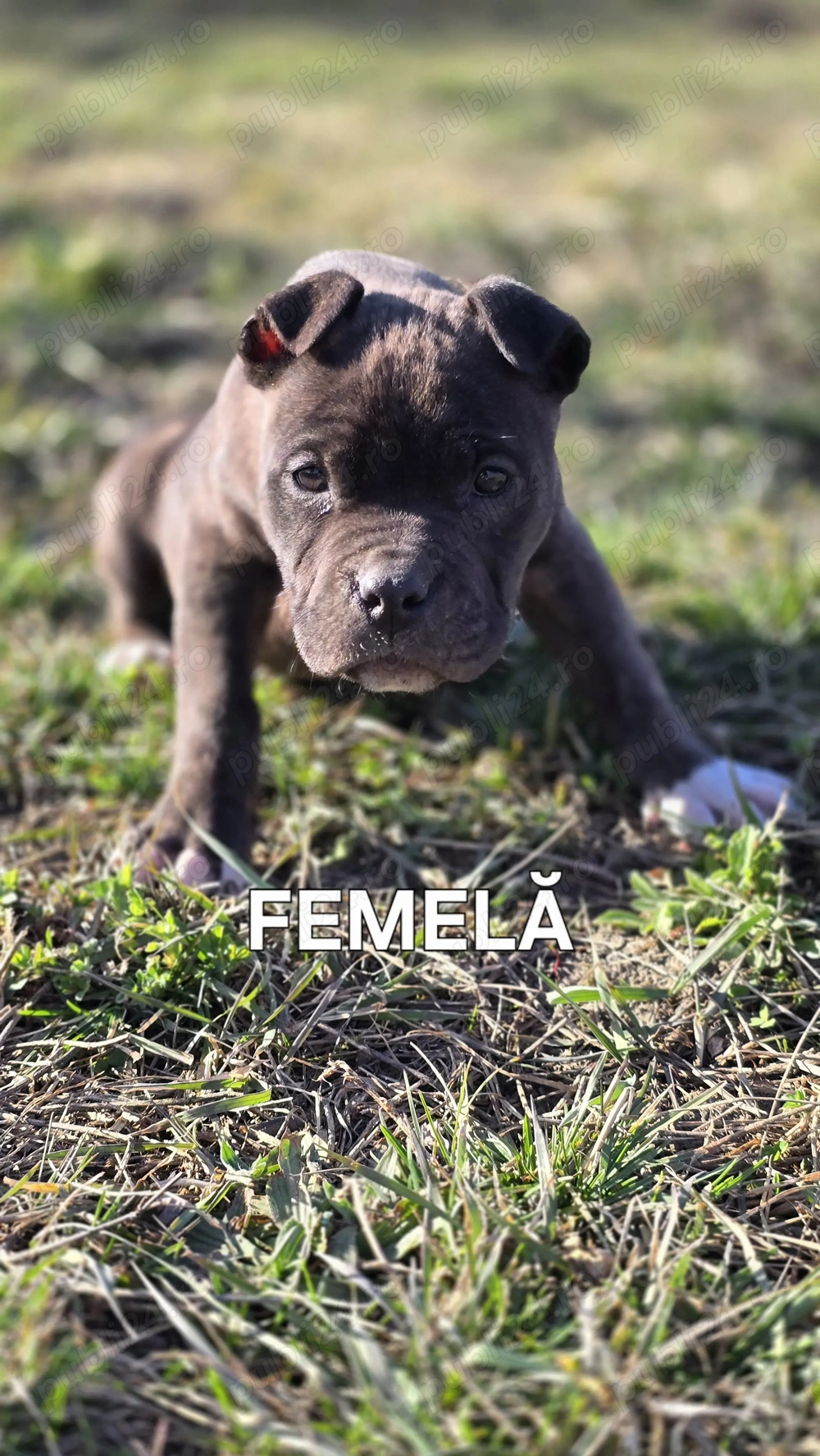 Amstaff disponibil 12 săptămâni 