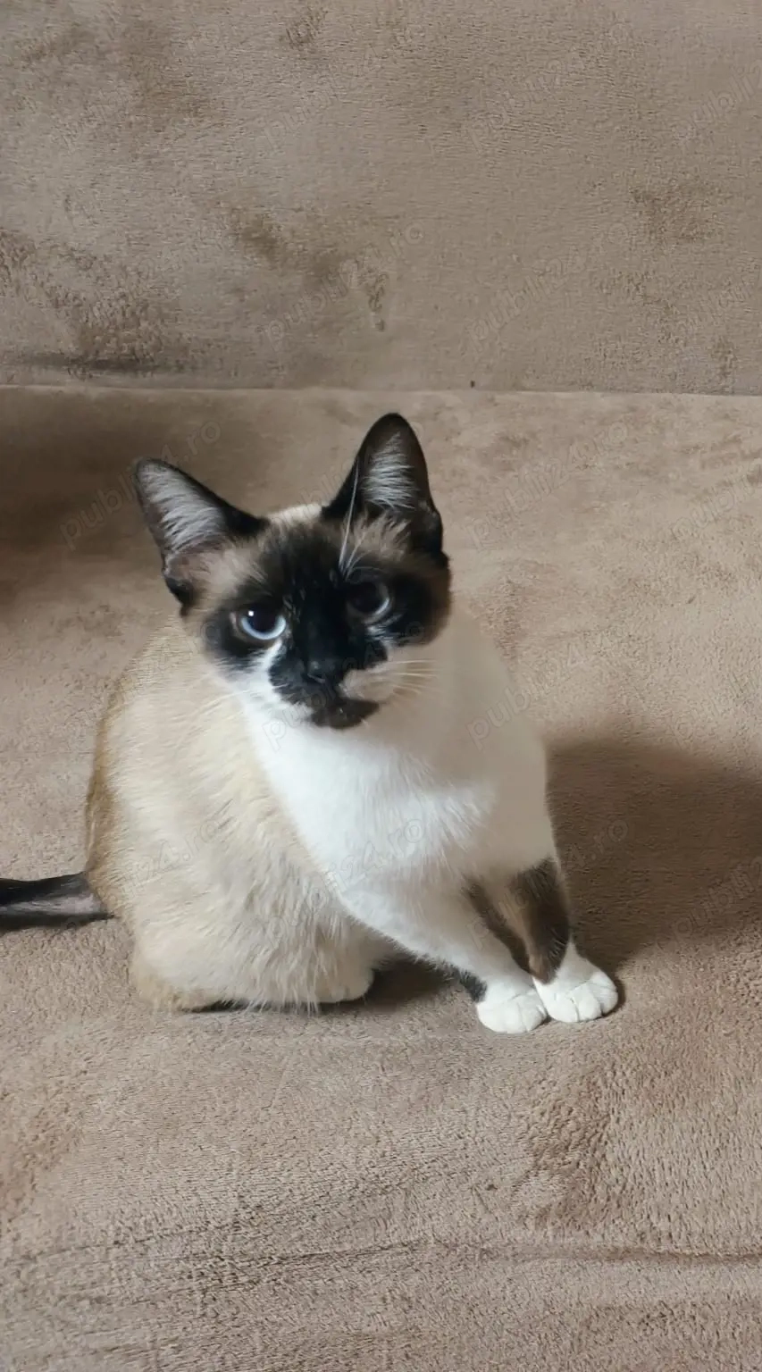 Pisici siameze de rasa 