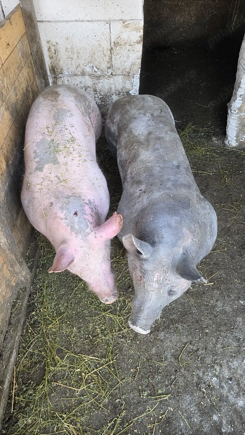 vand scroafa alba rasa pietrain