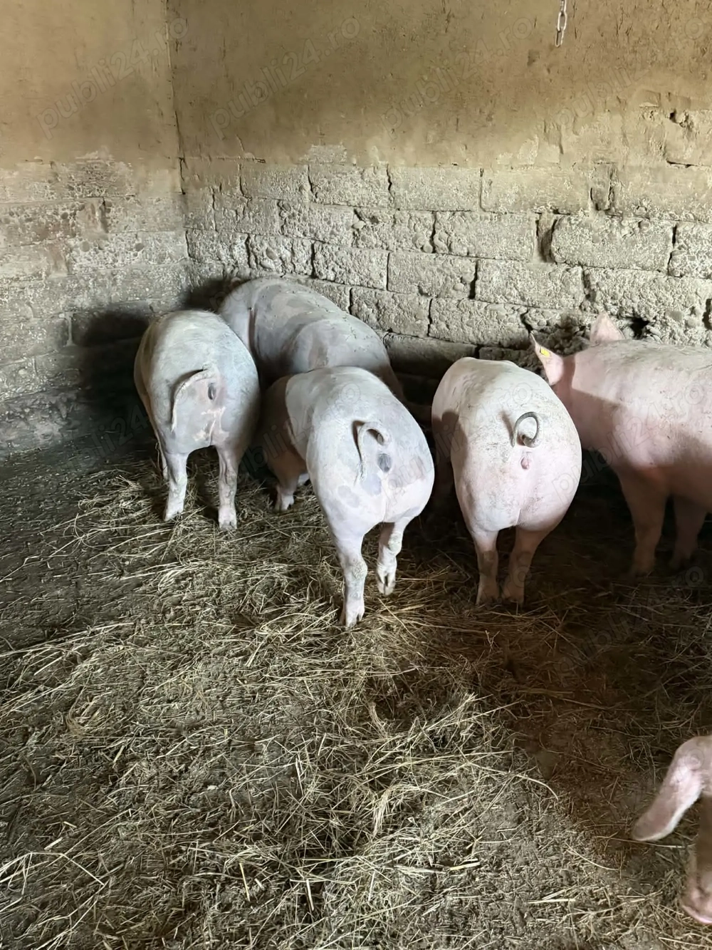 Scrofite cu greutate pana la 90 kg