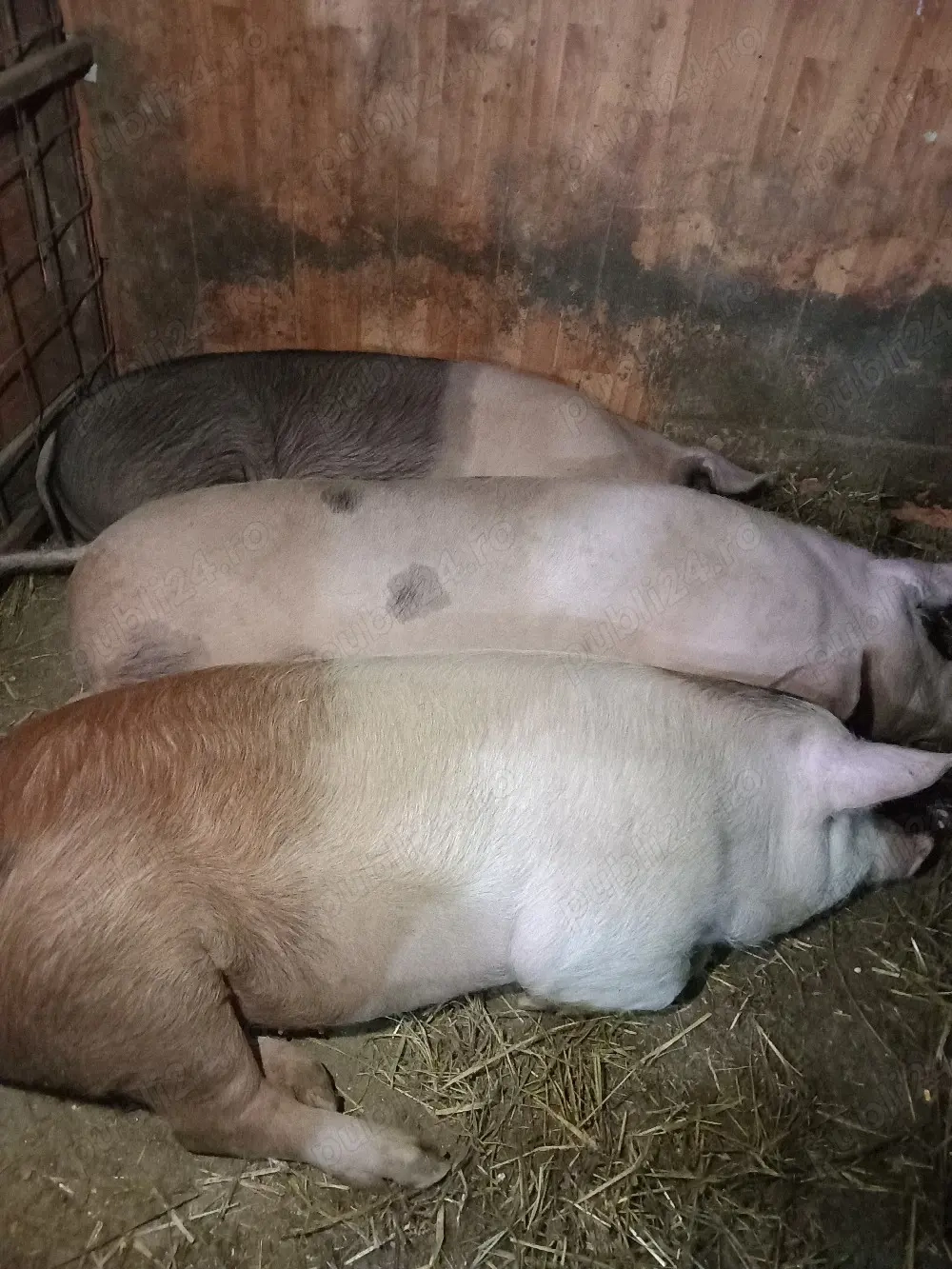 vand porci 110 130 kg