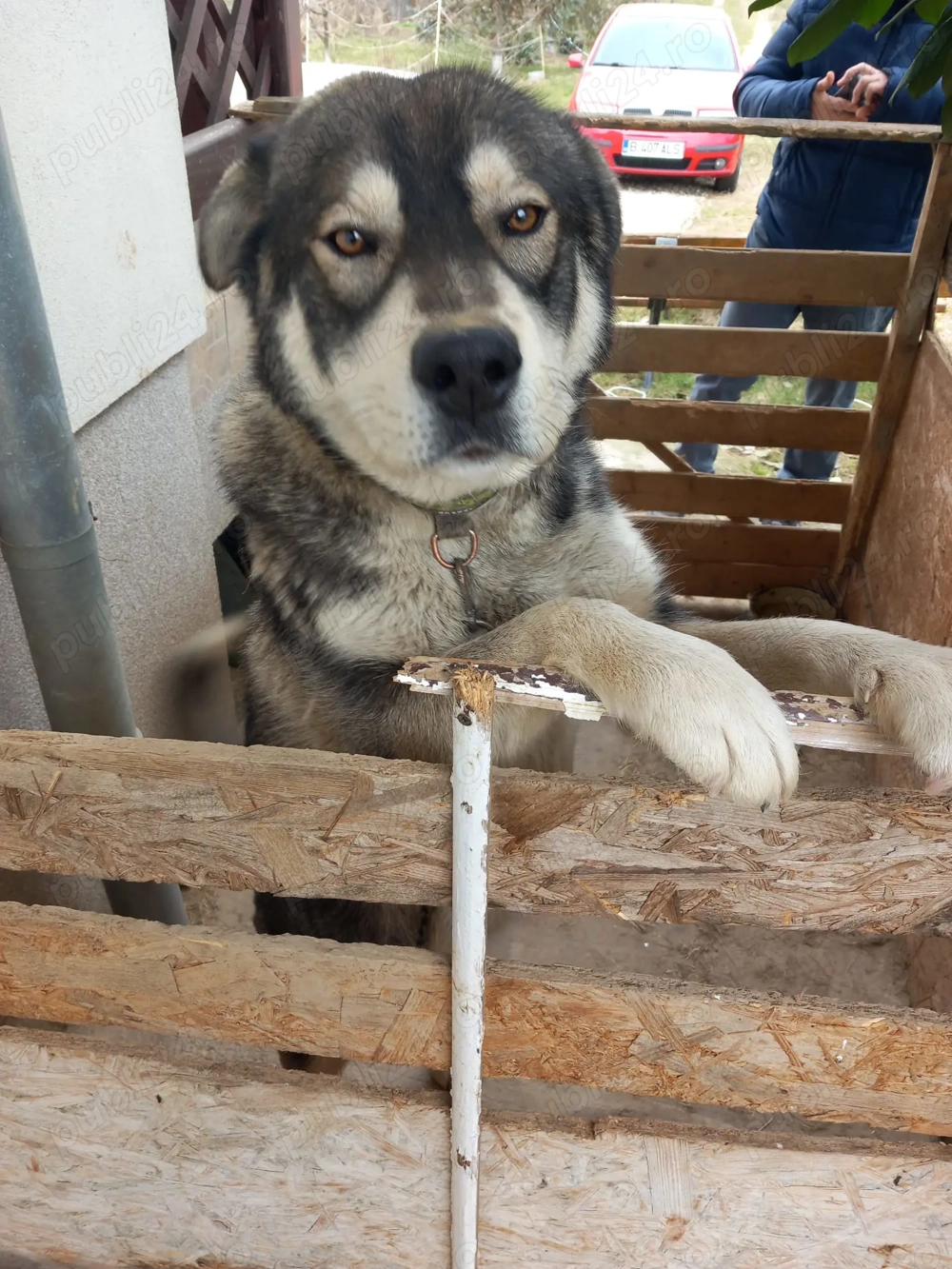 Donez metis Husky - Labrador, 1 an, carnet de sănătate 