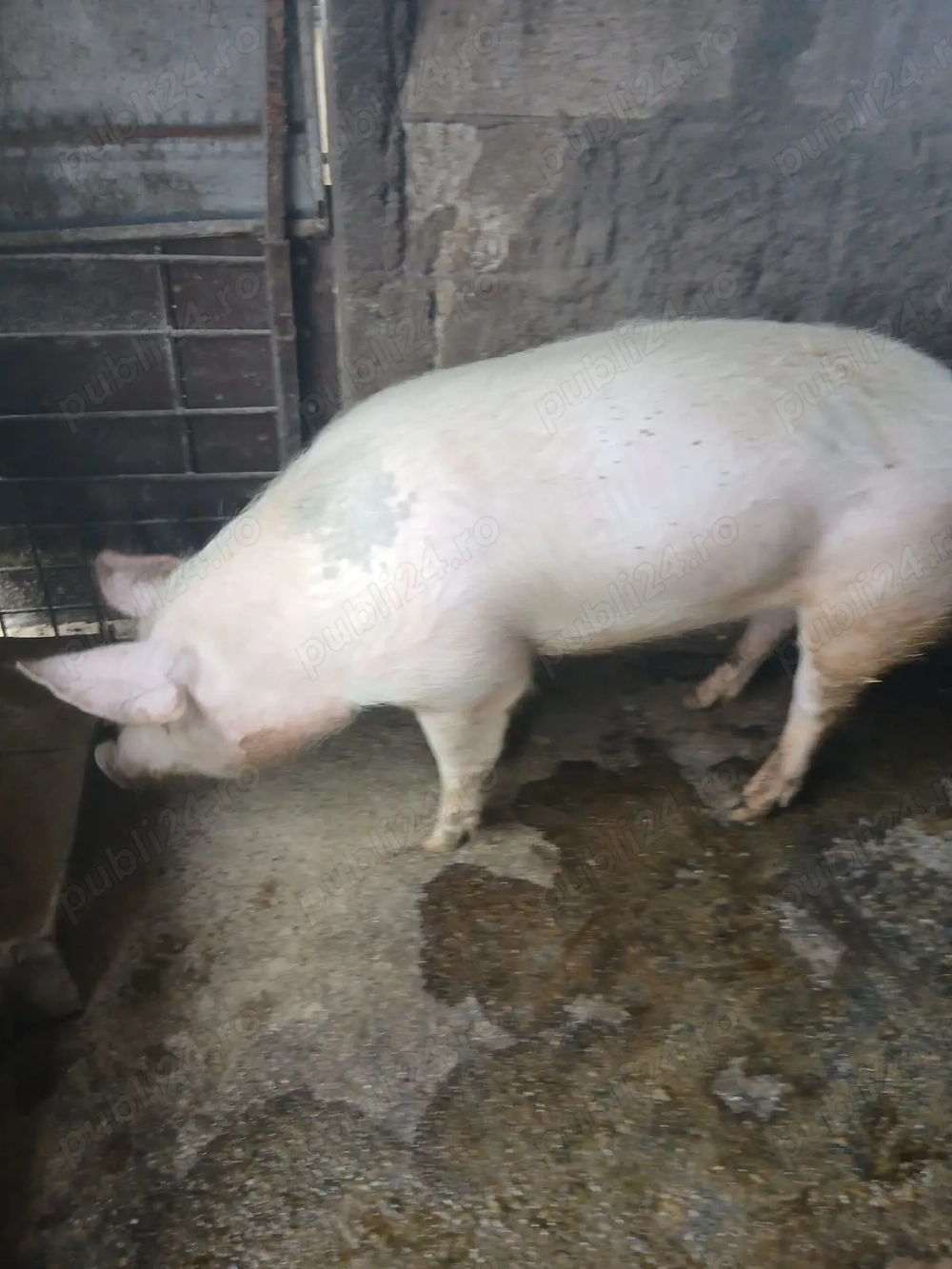 Vând porc crescut natural