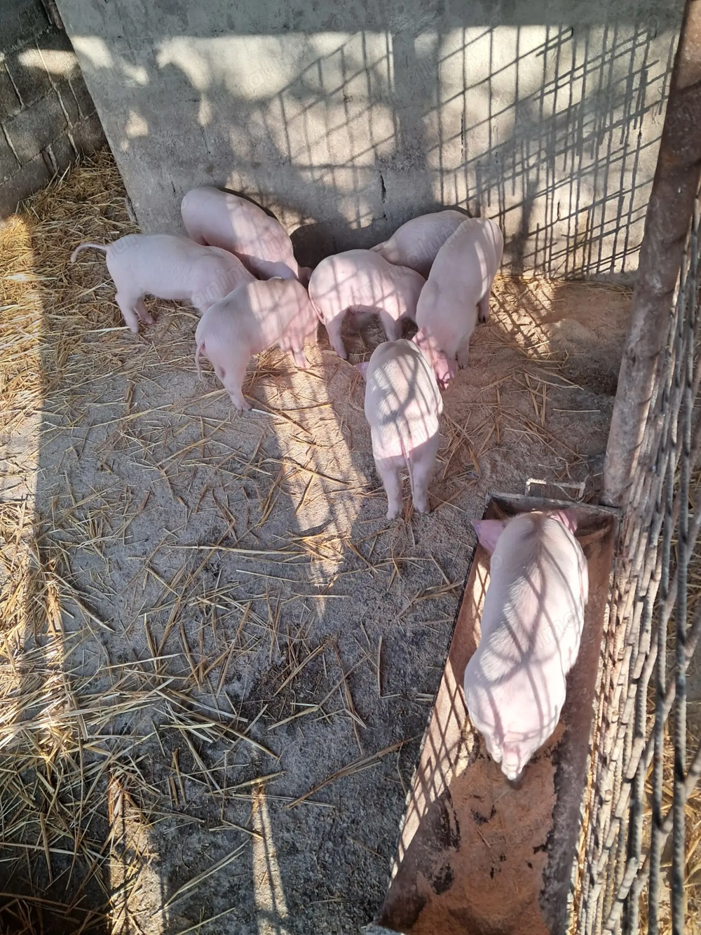 Purcei landrace de vinzare