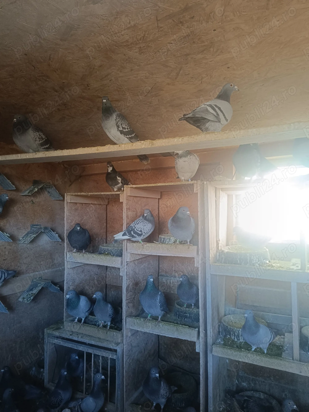 Porumbei voiajori de vânzare 