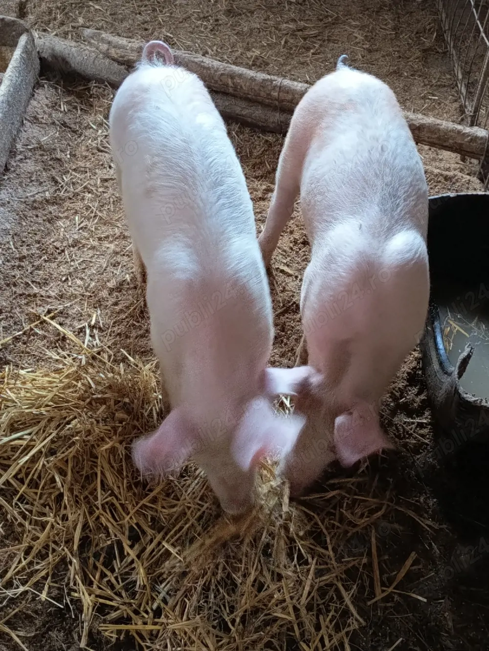 purcelușe Pietrain cu Duroc 