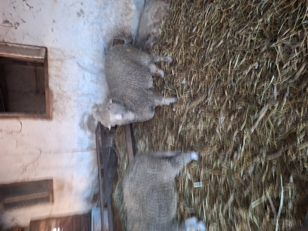 Berbec vanzare rasa merinos 14 luni,greutate 80 kg