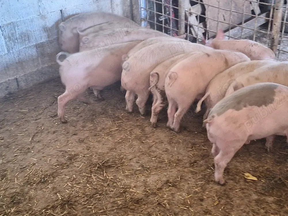 de vanzare soldani de calitate antre 30-35-40 kg la pret pe toti 420 de lei pe bucata