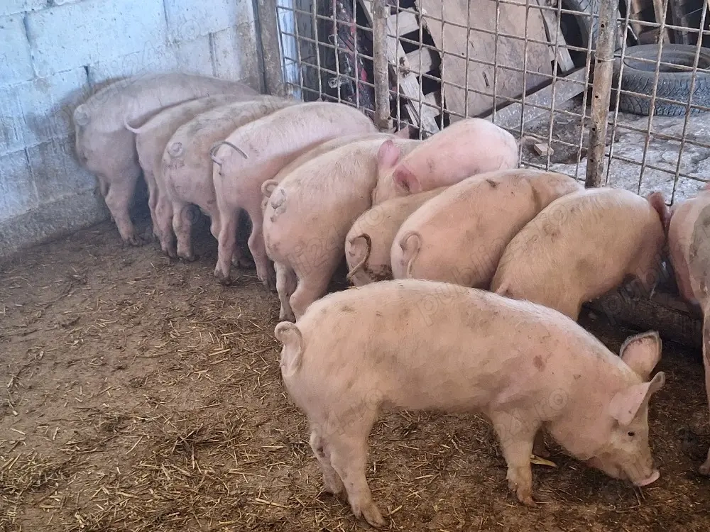 de vanzare soldani de calitate 40-450kg rasa de carne 