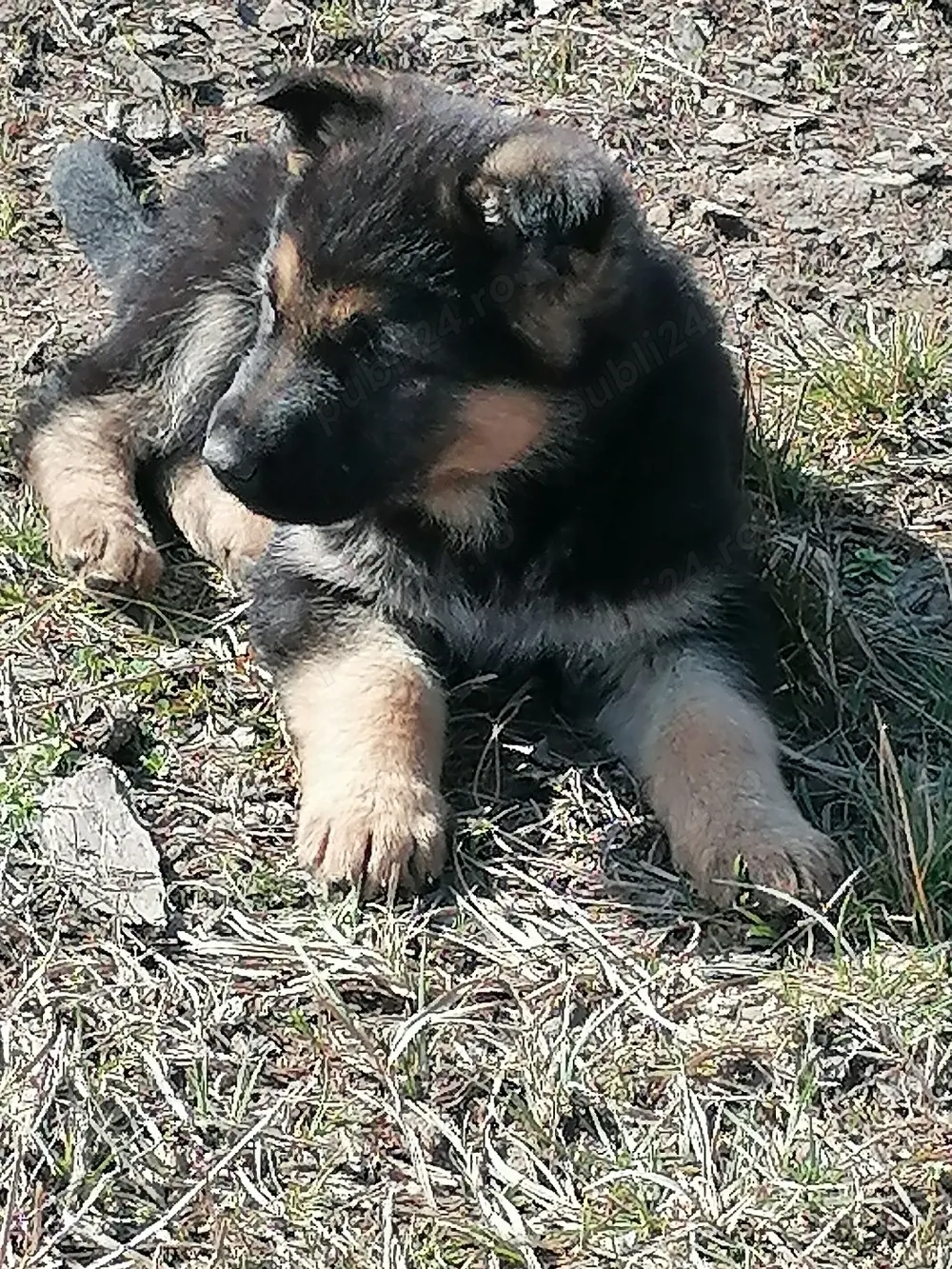 Vând câine ciobanesc german