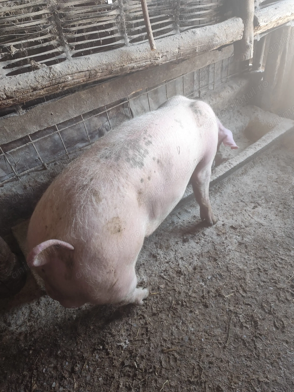 De vânzare doi vierutii