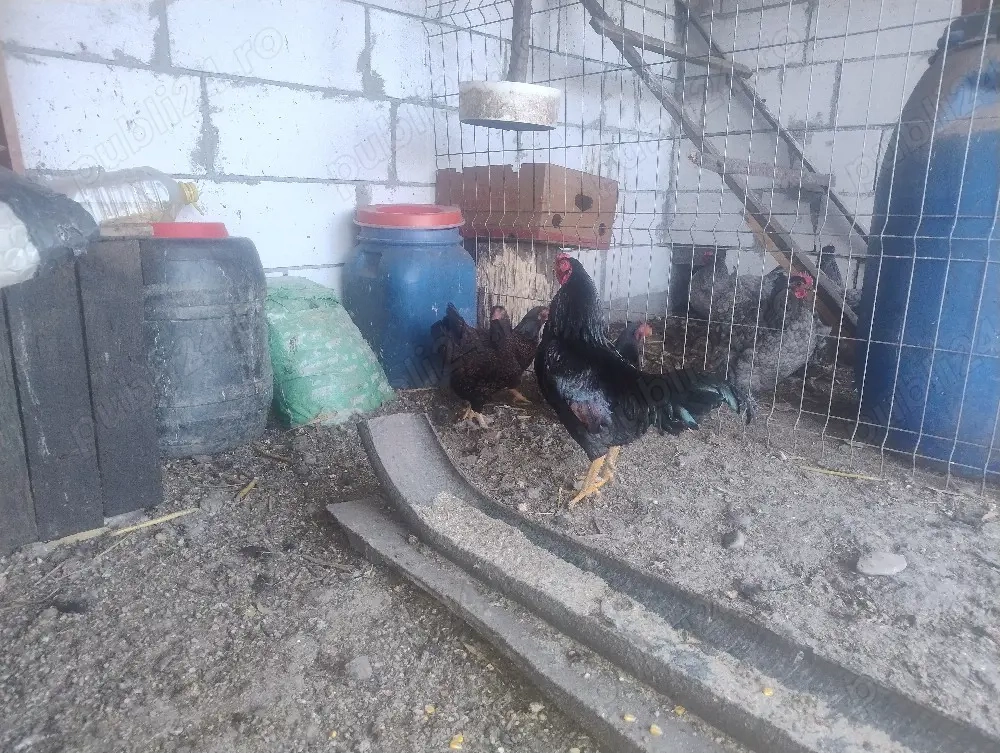 combatanta indiana pitica.