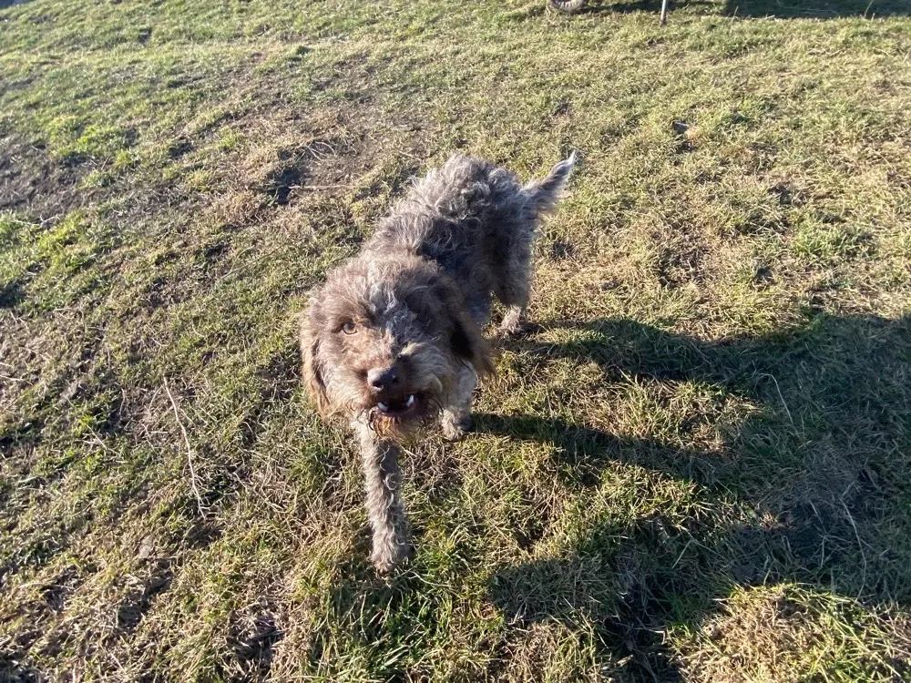 lagotto incrucisat cu sarmos