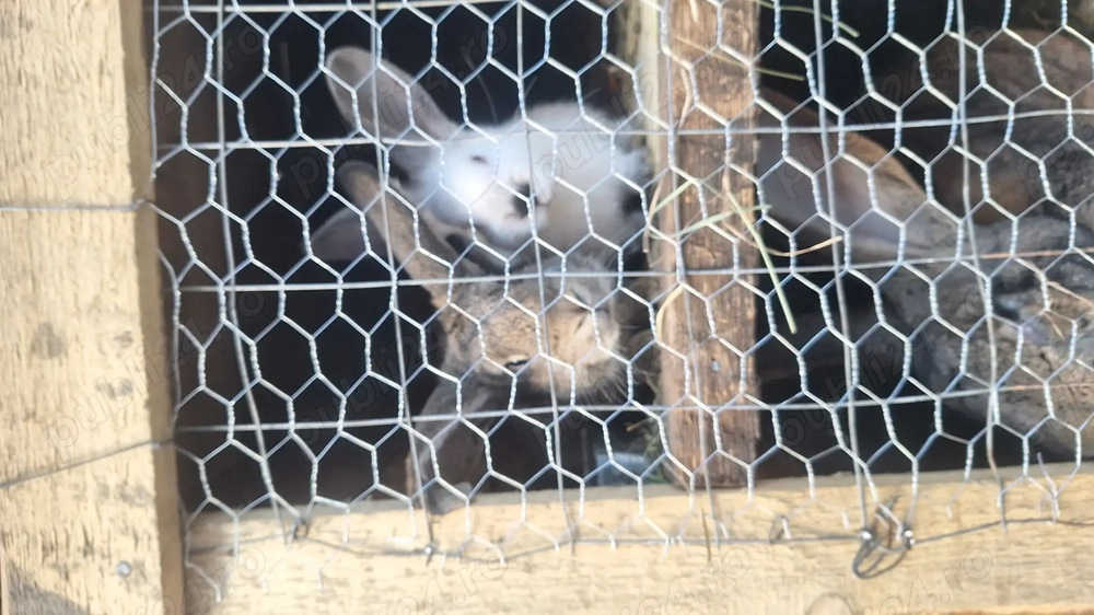 Vand uriaș german și alte rase de iepuri 