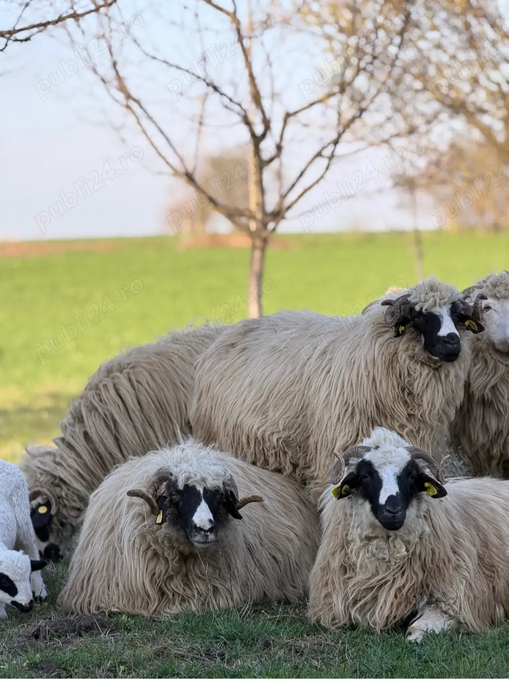 oi breze de vânzare 