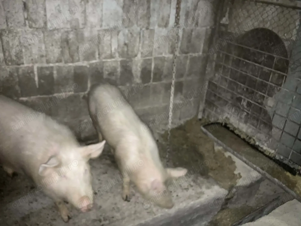 Vând godini de 45 50 kg, crescuți cu făină și apă.