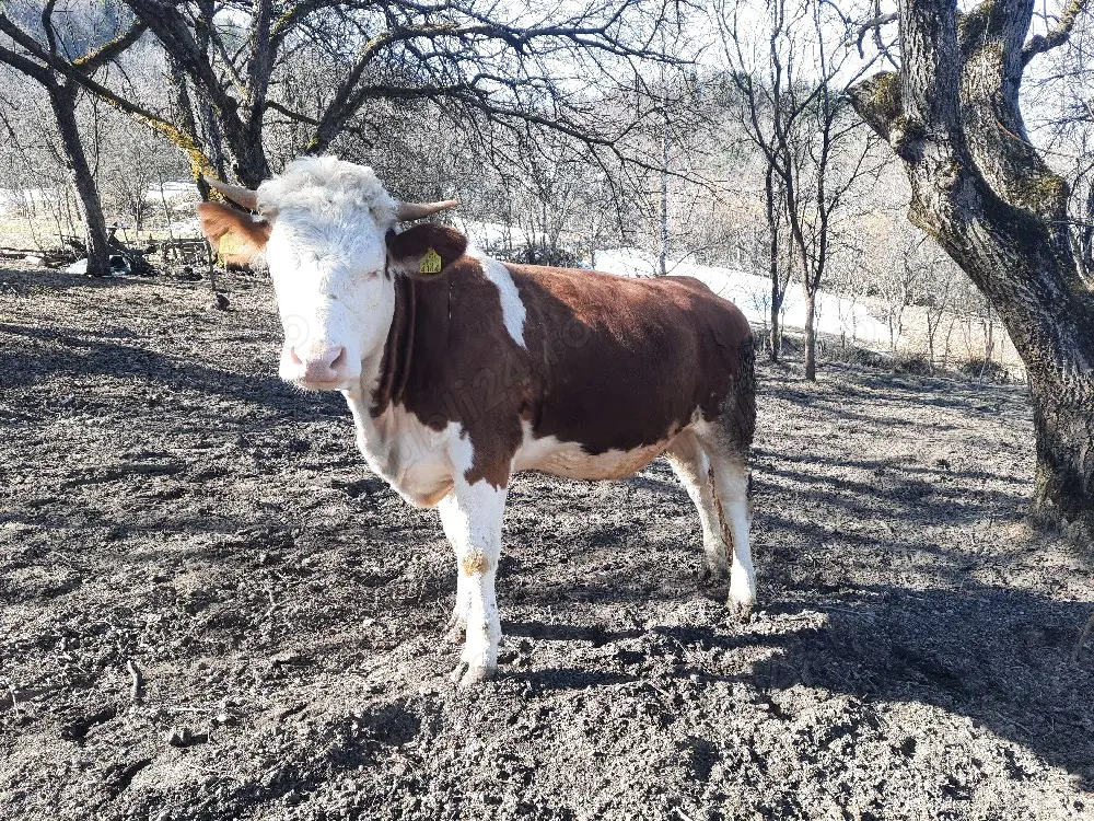 vaca de vanzare 1 an jumate 