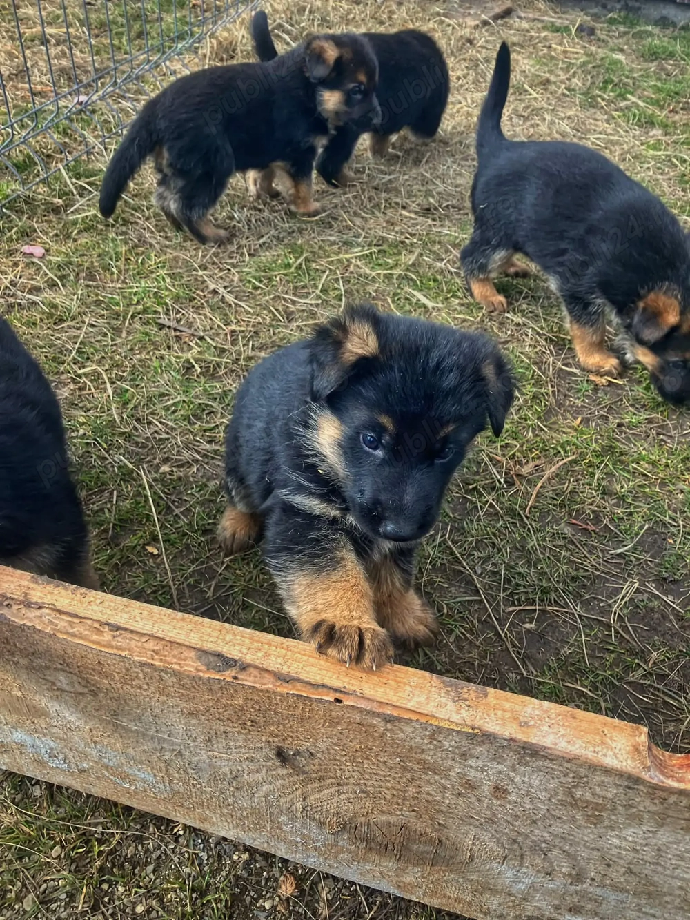 Pui ciobănesc german