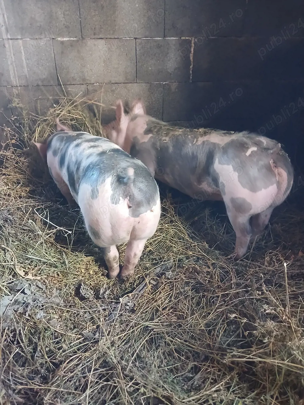 vând purcei  pietrian