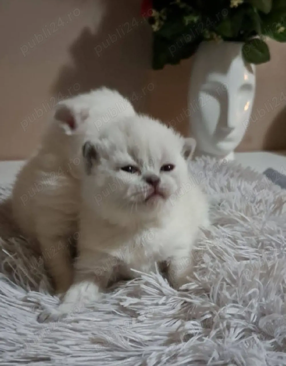 British shorthair colorpoint 