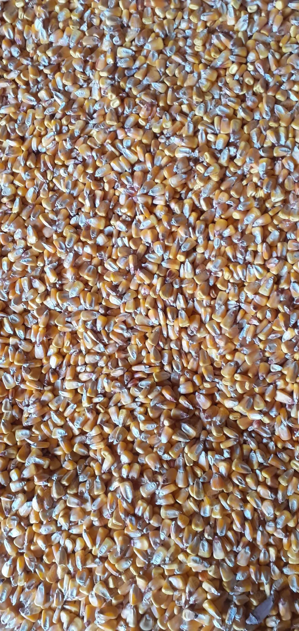 vînd porumb boabe foarte uscat fără spărtură