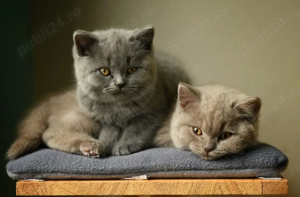 Donez pisici British