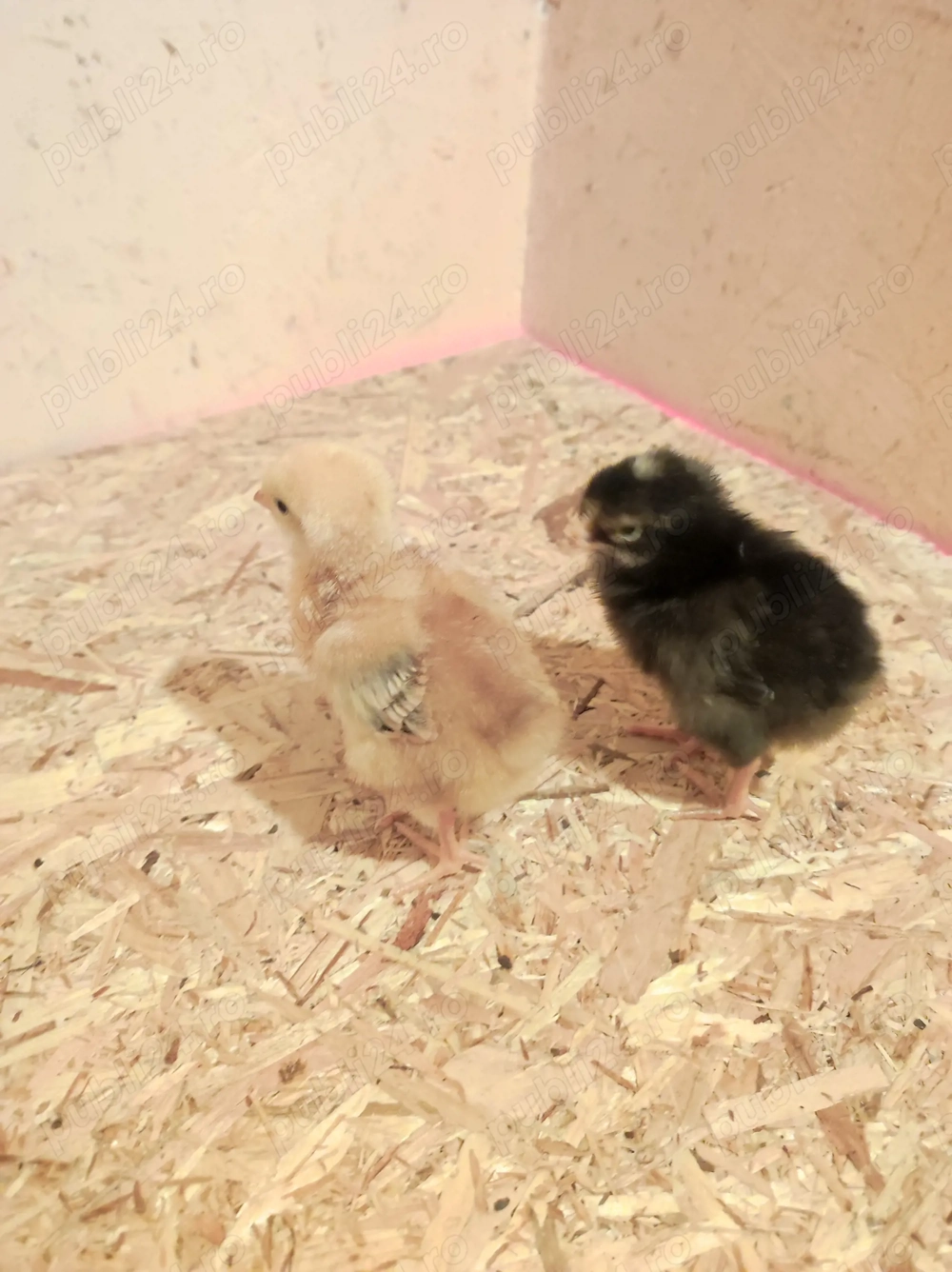 Pui de găină rasa mixta și carne