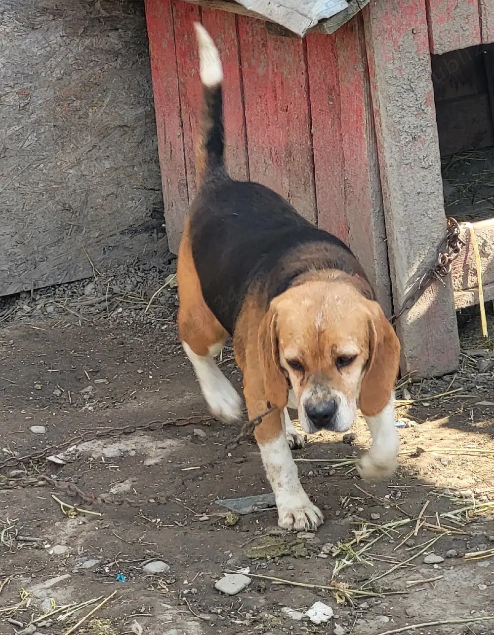 femelă beagle 