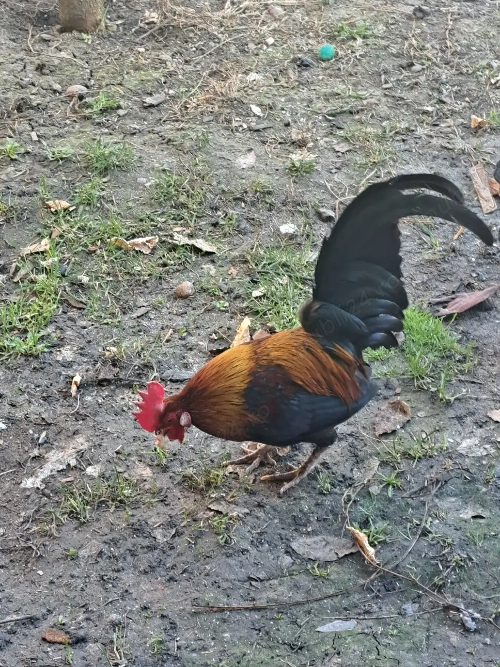 familie gainuse pitice 