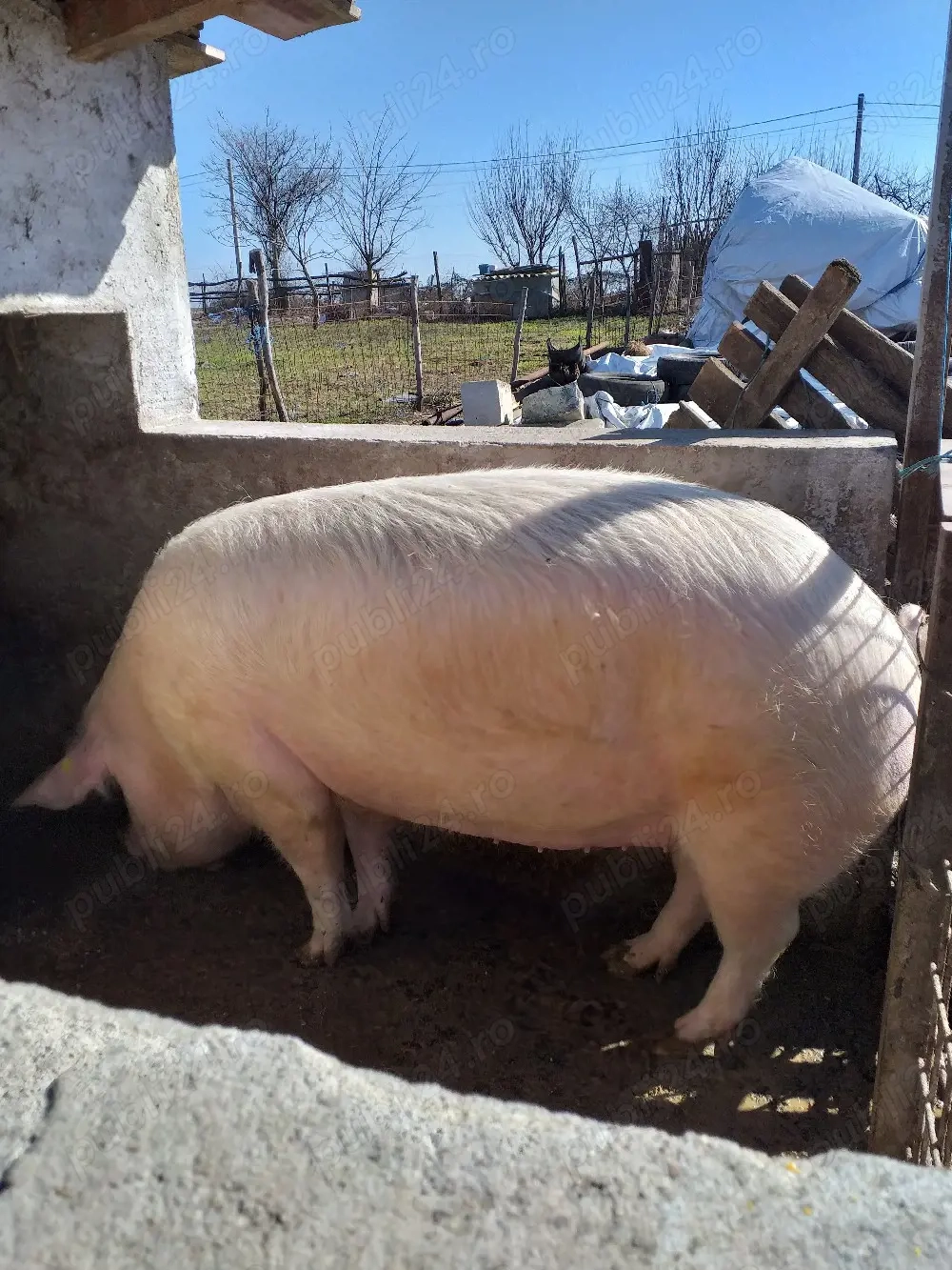 de vânzarea crescut in gospodărie proprie rasă landras 