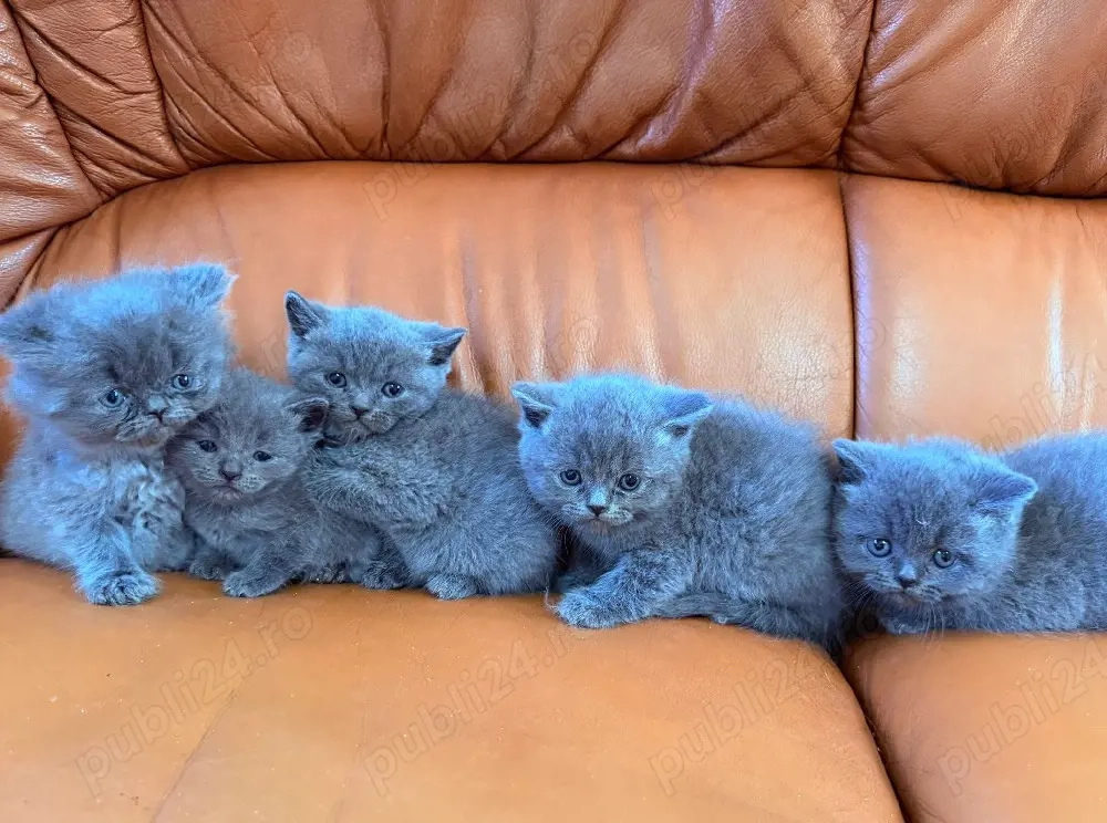 British shorthair blu! 