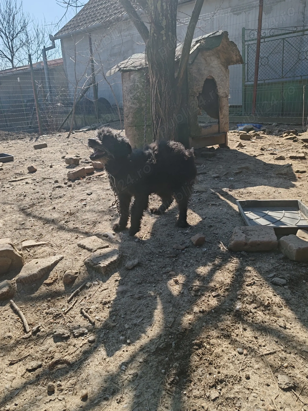 Vând o cățea de întors oile