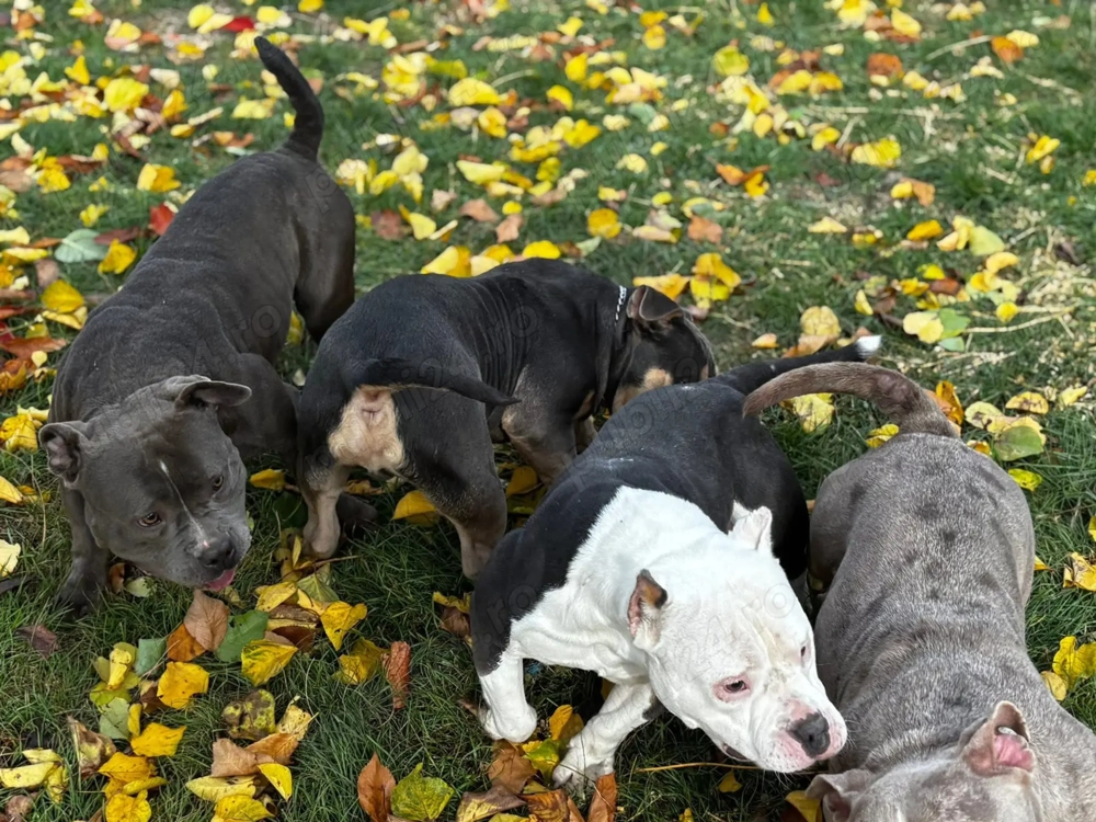 5 câini american bully 3 femele și 2 masculi 