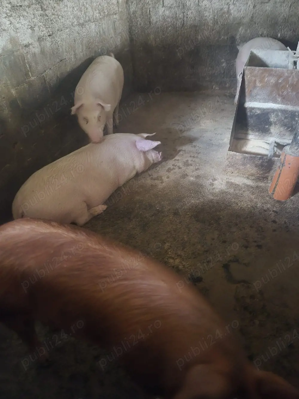 grasuni porci de vanzare 